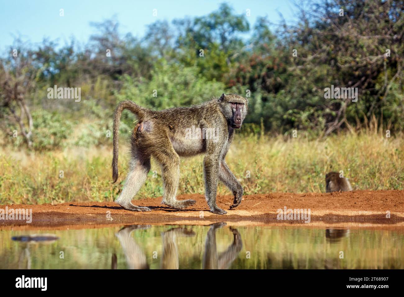 Babouin Chacma marchant le long d'un trou d'eau dans le parc national Kruger, Afrique du Sud ; espèce Papio ursinus famille de Cercopithecidae Banque D'Images