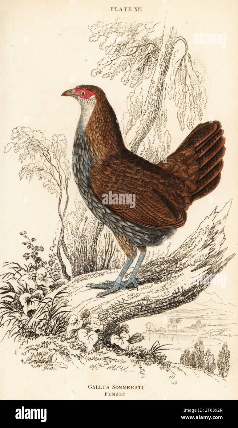 Junglefowl gris femelle ou junglefowl de Sonnerat, Gallus sonneratii (Gallus sonnerati). Gravure sur cuivre colorée à la main par William Lizars de Sir William Jardines The Natural History of Gallinaceous Birds in his Naturalists Library : Ornithology, Lizars, Édimbourg, 1834. Banque D'Images