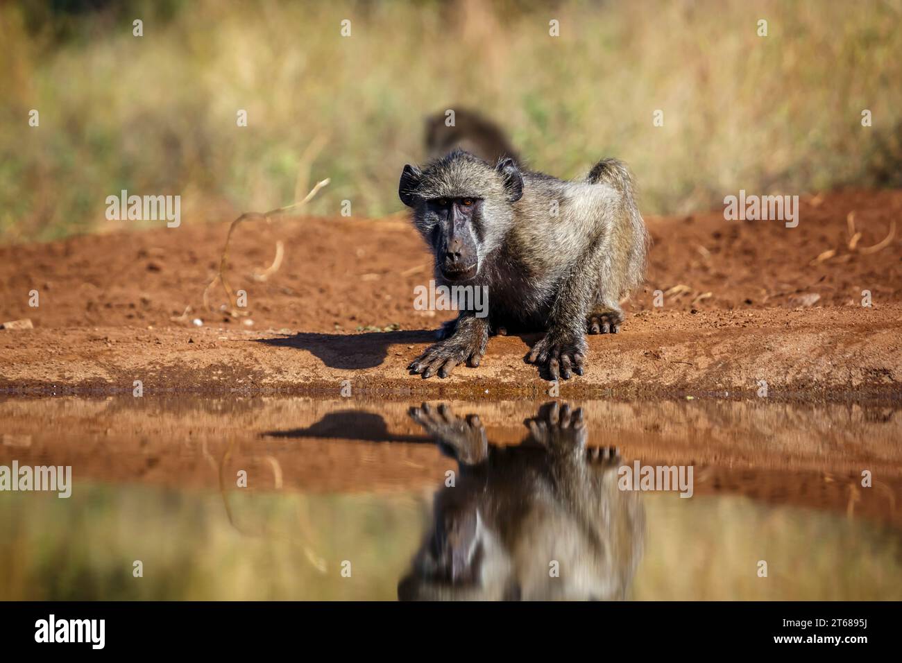 Chacma babouin buvant dans un trou d'eau vue de face dans le parc national Kruger, Afrique du Sud ; espèce Papio ursinus famille de Cercopithecidae Banque D'Images