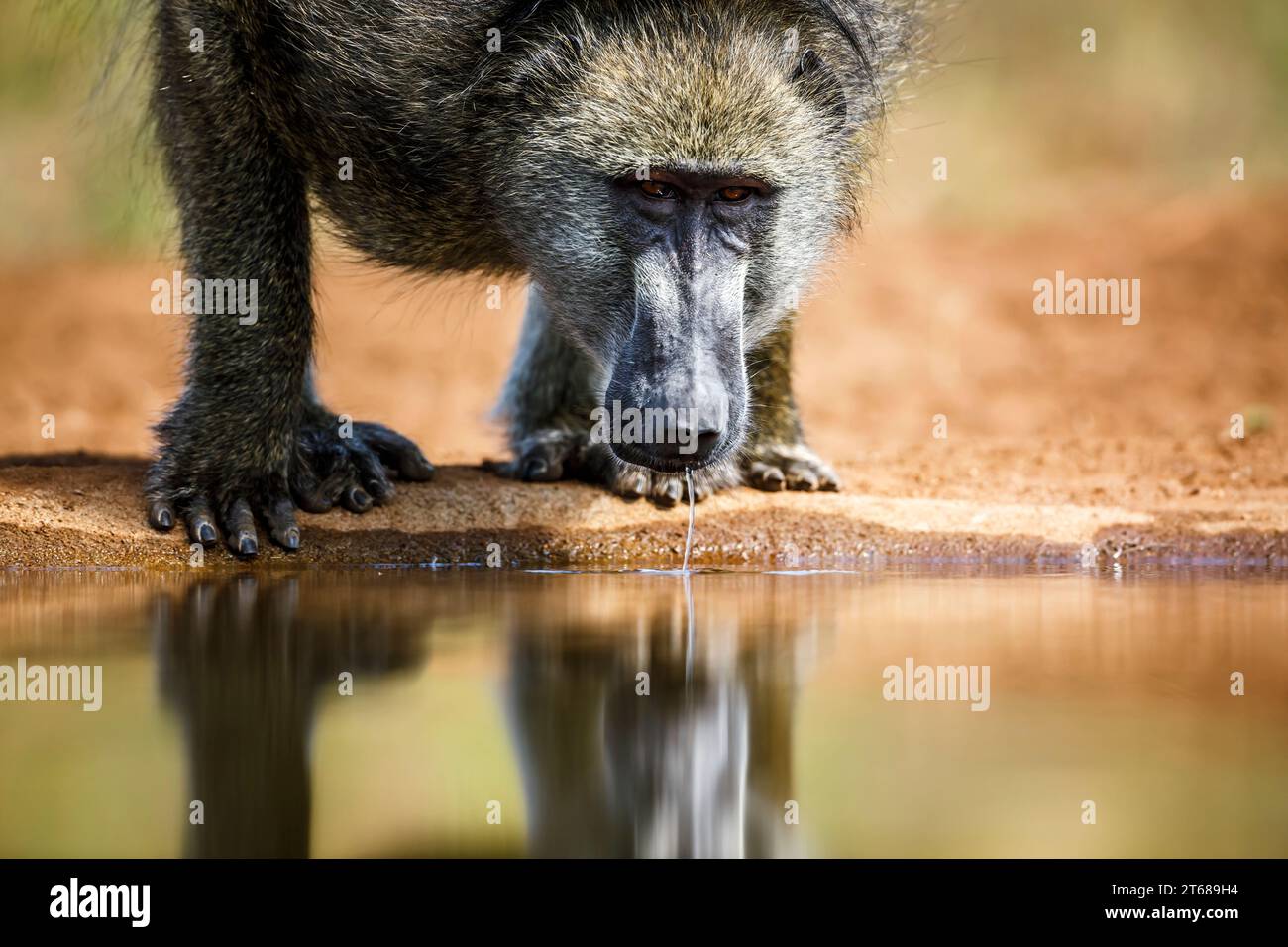 Portrait de babouin Chacma buvant dans un trou d'eau vue de face dans le parc national Kruger, Afrique du Sud ; espèce Papio ursinus famille de Cercopithecidae Banque D'Images