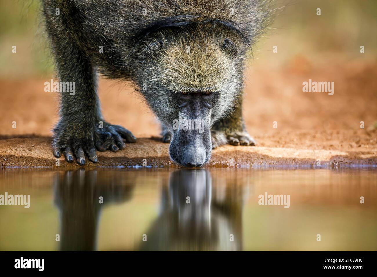 Portrait de babouin Chacma buvant dans un trou d'eau vue de face dans le parc national Kruger, Afrique du Sud ; espèce Papio ursinus famille de Cercopithecidae Banque D'Images