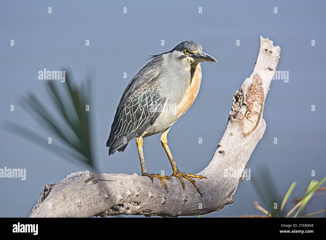 Héron strié perché sur une branche d'arbre Banque D'Images