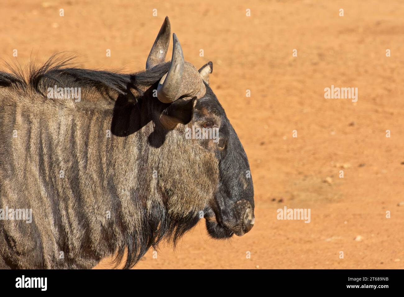 Gros plan de Blue Wildebeest dans la réserve naturelle Banque D'Images