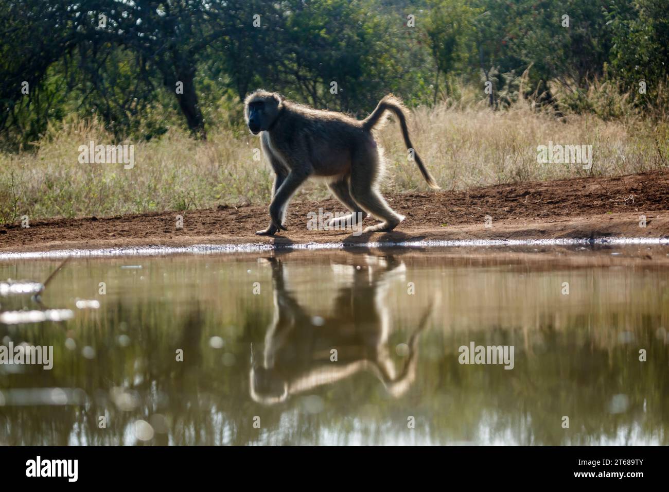 Chacma babouin marchant à contre-jour le long d'un trou d'eau dans le parc national Kruger, Afrique du Sud ; espèce Papio ursinus famille de Banque D'Images