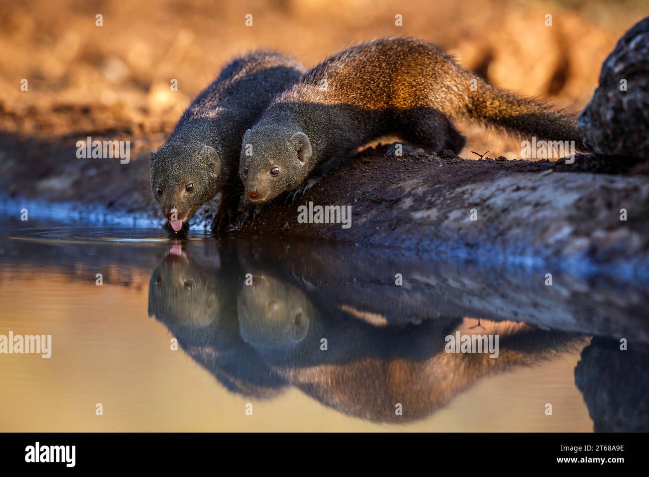 Deux mangoustes naines communes buvant dans un trou d'eau avec reflet dans le parc national Kruger, Afrique du Sud ; espèce Helogale parvula famille d'Herpestidae Banque D'Images