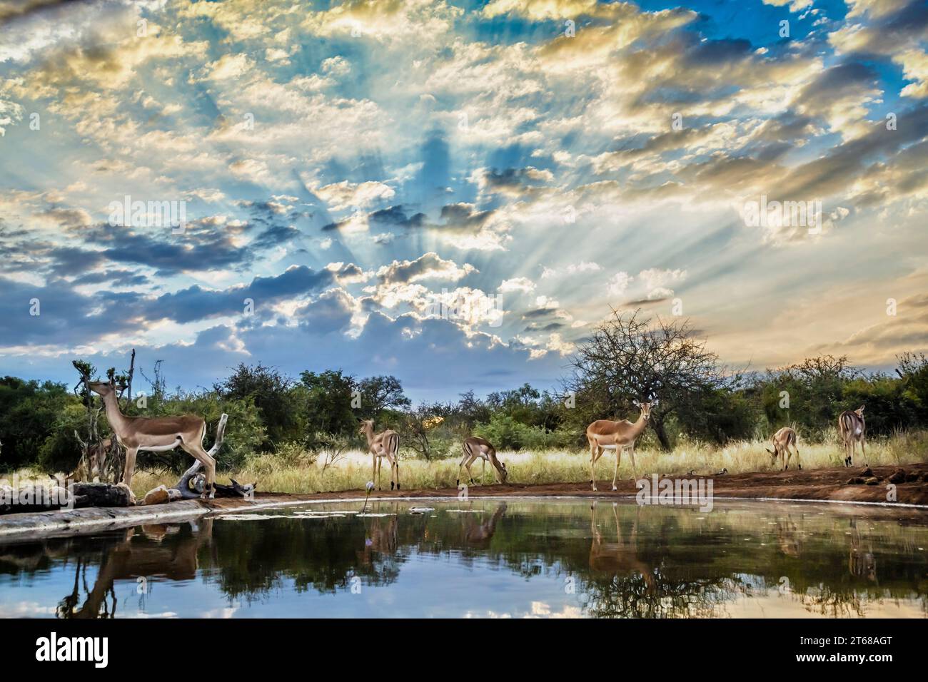 Groupe commun d'Impala dans le paysage de trou d'eau avec ciel nuageux dans le parc national Kruger, Afrique du Sud ; espèce Aepyceros melampus famille de Bovidés Banque D'Images