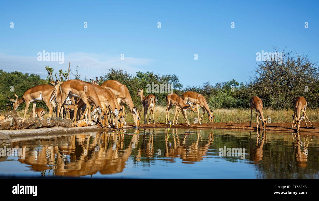 Commun groupe Impala buvant vue de face dans le trou d'eau dans le parc national Kruger, Afrique du Sud ; espèce Aepyceros melampus famille de Bovidés Banque D'Images