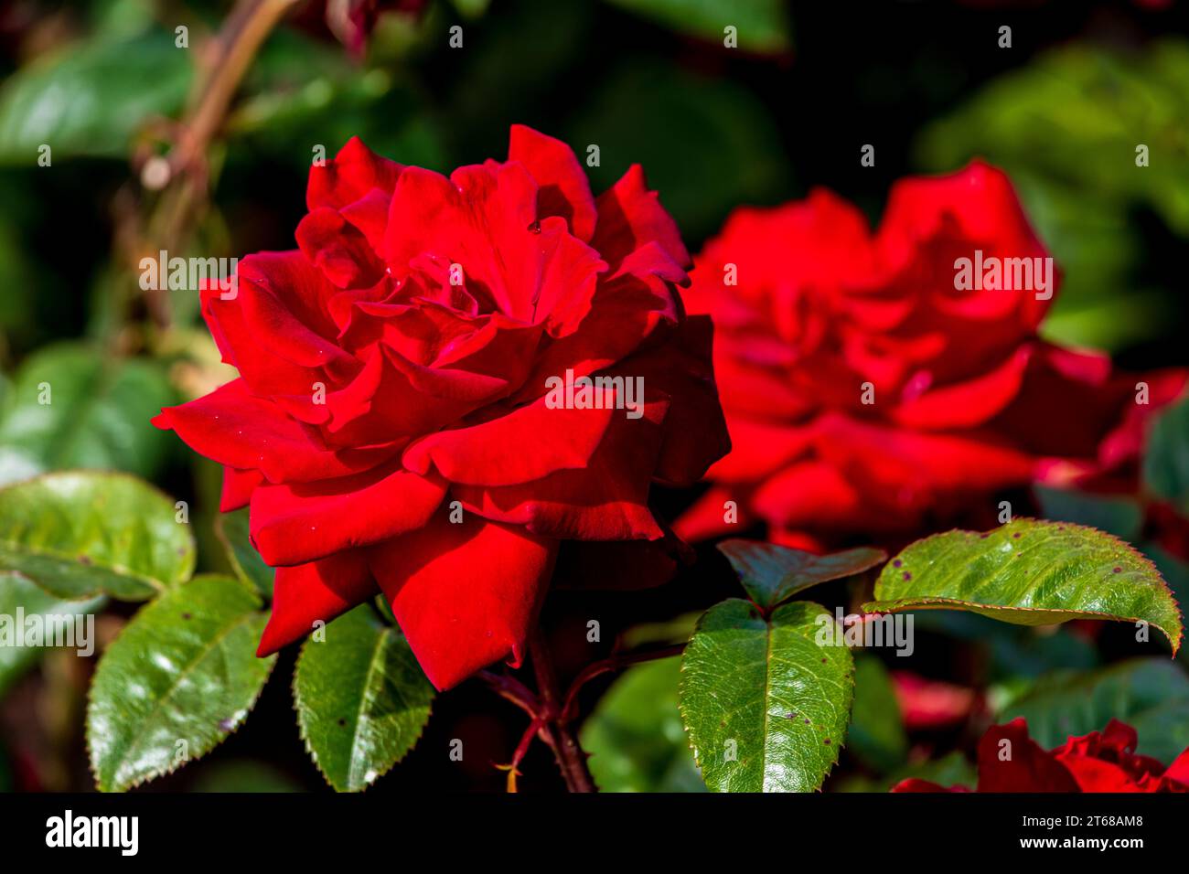 Une rose est soit une plante à fleurs vivace ligneuse du genre Rosa. Il y a plus de trois cents espèces et des dizaines de milliers de cultivars. Banque D'Images