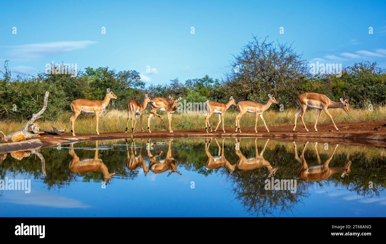 Commune Impala marchant le long d'un trou d'eau avec réflexion dans le parc national Kruger, Afrique du Sud ; espèce Aepyceros melampus famille des Bovidés Banque D'Images
