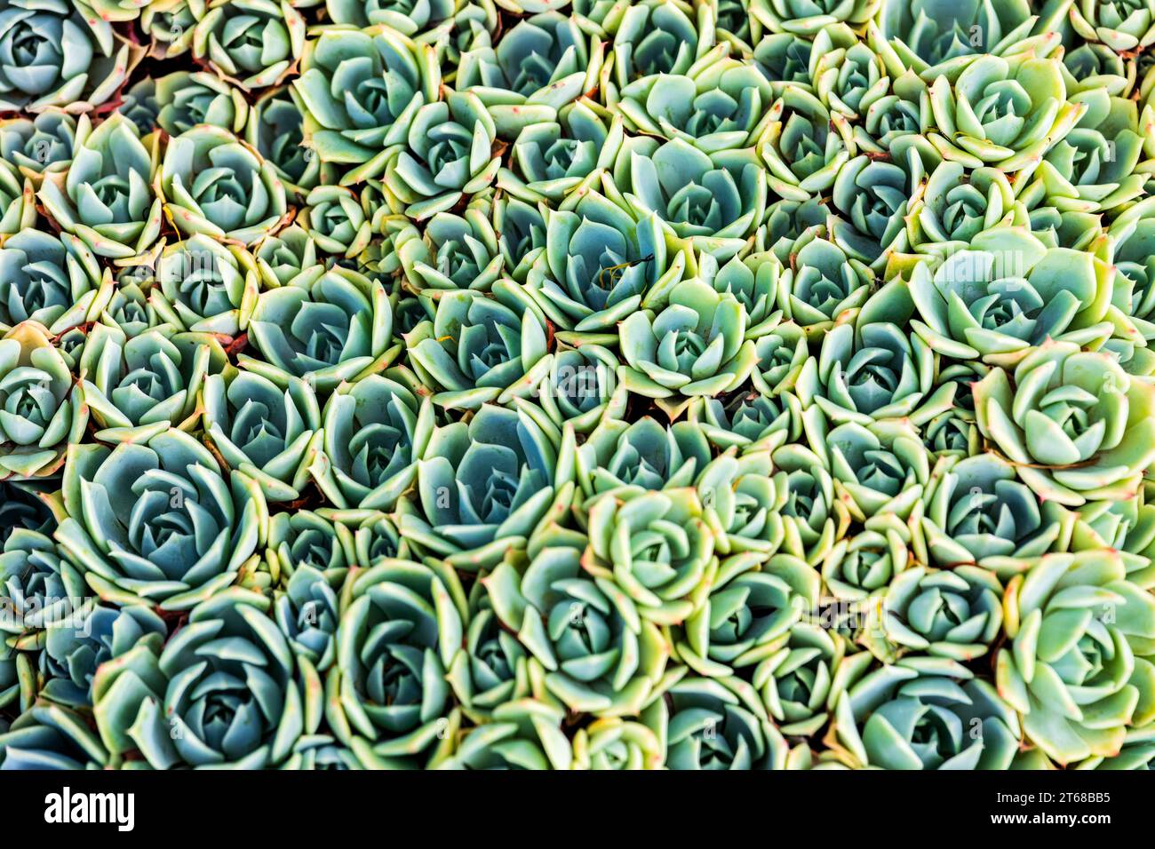 Rose Pearl echeveria. Echeveria est un grand genre de plantes à fleurs de la famille des Crassulaceae, originaire des zones semi-désertiques d'Amérique centrale, mexicaines Banque D'Images