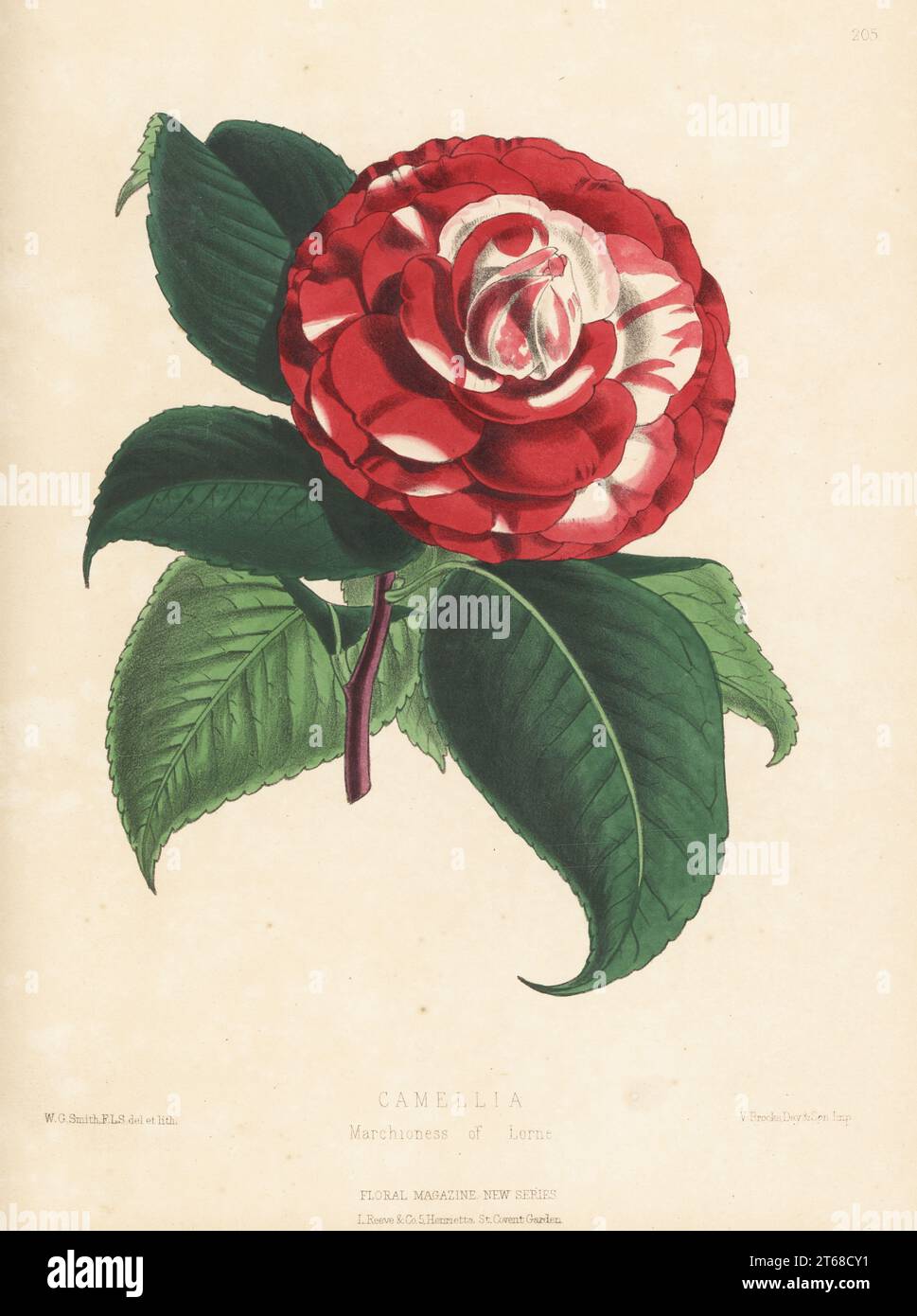 Camellia japonica, marché de la variété Lorne. Élevé par la pépinière Bernard Samuel Williams de Upper Holloway. Illustration botanique de couleur main dessinée et lithographiée par Worthington George Smith de Henry Honywood Dombrain's Floral Magazine, New Series, Volume 5, L. Reeve, Londres, 1876. Lithographie imprimée par Vincent Brooks, Day & son. Banque D'Images