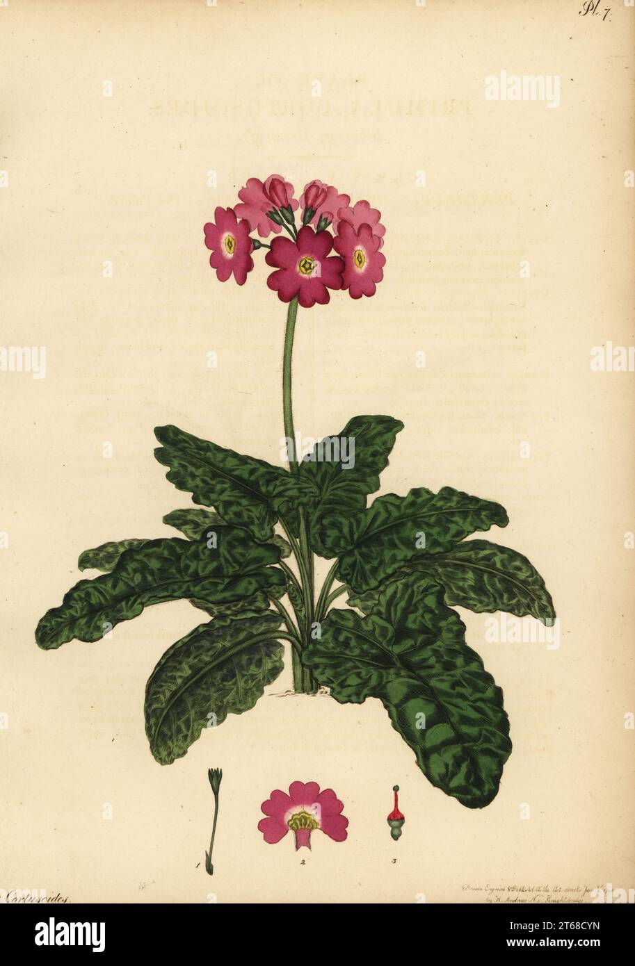 Primrose sibérien, Primula cortusoides.gravure en plaque de copperplate dessinée, gravée et colorée à la main par Henry Andrews de son registre botanique, Volume 1, publié à Londres, 1799. Banque D'Images
