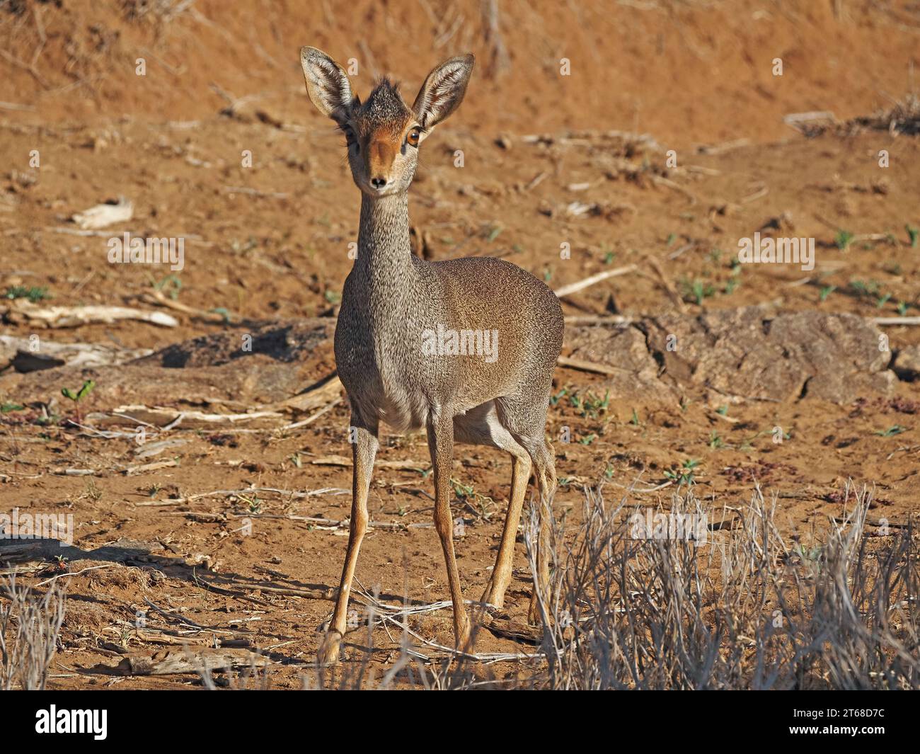 Minuscule antilope grands yeux / cils - jolie femelle Kirk Dik-dik (Madoqua kirkii) dans le défrichement de la terre rouge dans le pays de brousse aride de Laikipia, Kenya, Afrique Banque D'Images