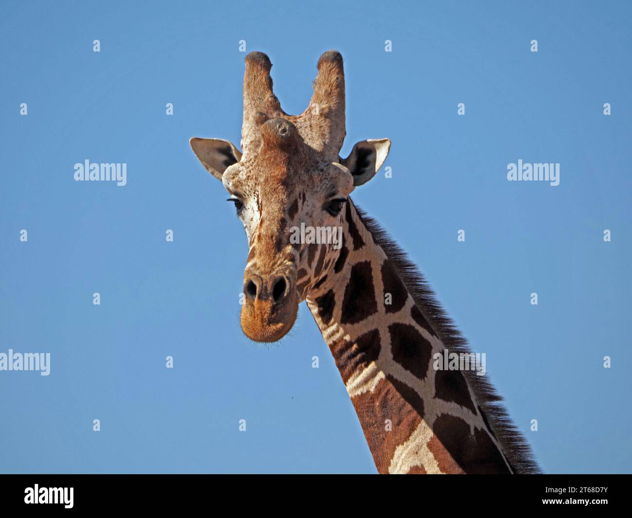 Portrait de girafe réticulée mâle adulte (Giraffa camelopardalis reticulata) montrant des signes d'usure sur l'ossicone centrale (corne) Laikipia, Kenya, Afrique Banque D'Images