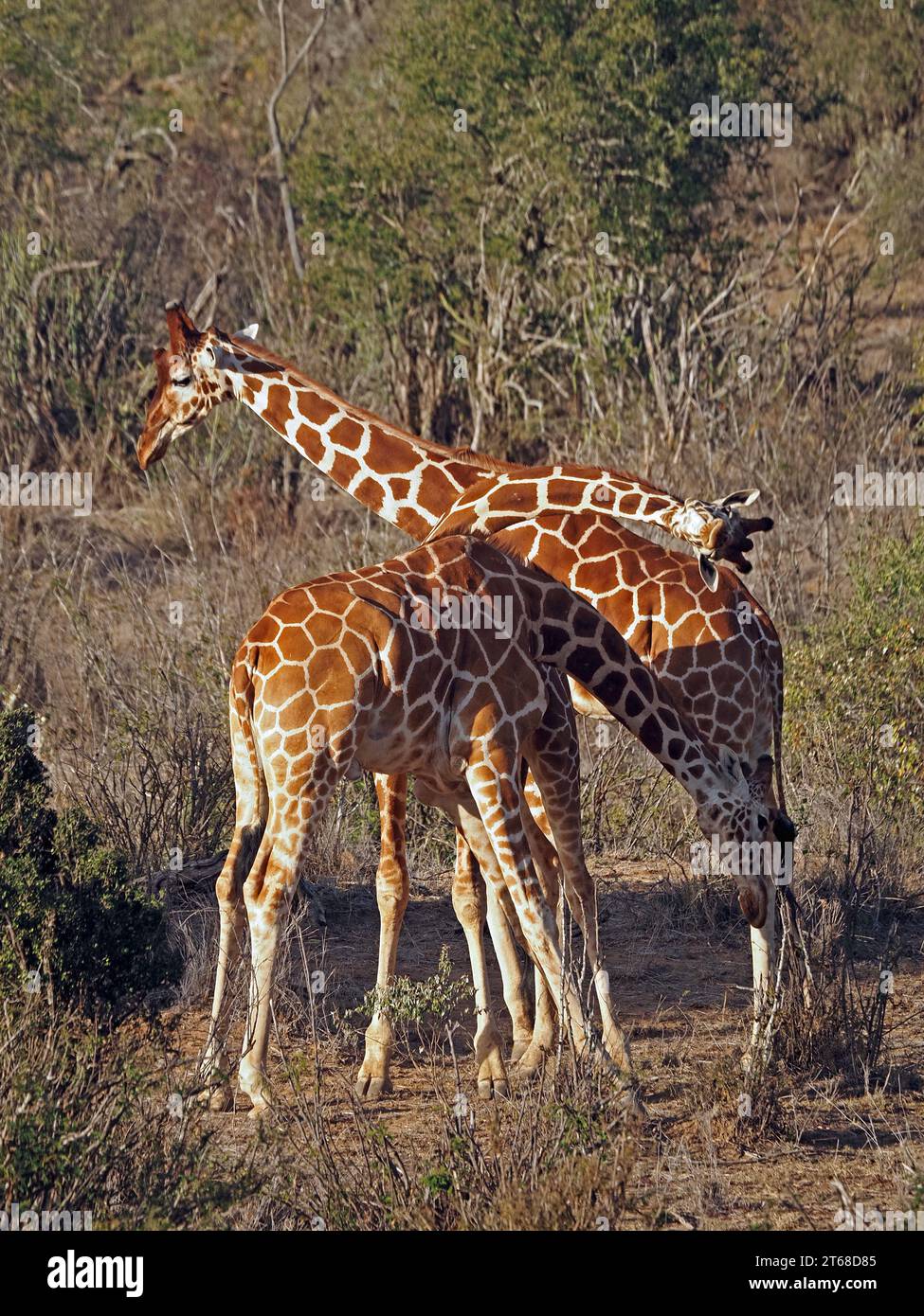 3 jeunes adultes en danger de girafes réticulées (Giraffa camelopardalis reticulata) qui tentent de combattre « au cou » dans des broussailles broussailleuses de Laikipia, Kenya, Afrique Banque D'Images