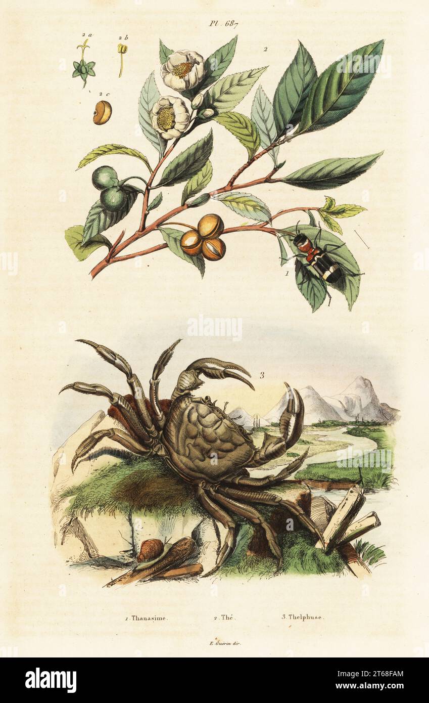 Coléoptère à damier, Clerus mutilarius (Thanasimus mutilarius), théier, Camellia sinensis (Thea) et crabe d'eau douce, Potamon fluviatile (Thelphusa fluviatilis). Thanasime, le Thelphuse. Gravure sur acier colorée à la main par du casse du Dictionnaire pittoresque d'Histoire naturelle de Felix-Edouard Guerin-Meneville, Paris, 1834-39. . Banque D'Images