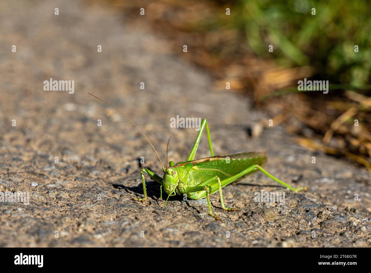 Un gros plan d'une grande sauterelle verte avec de longues antennes Banque D'Images