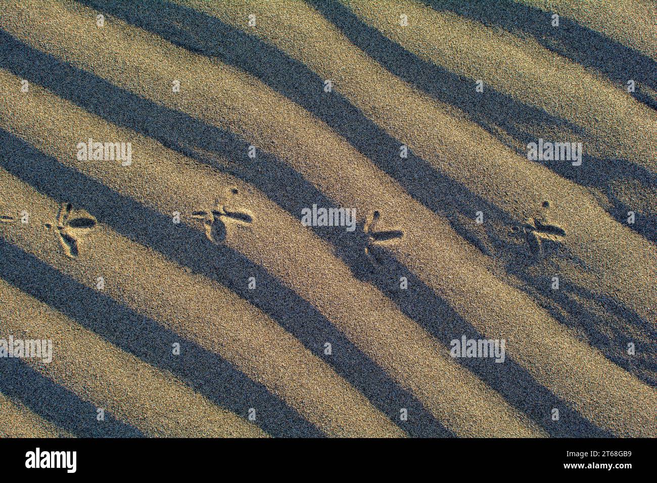 Gros plan d'ondulations dans le sable avec des empreintes d'un oiseau Banque D'Images