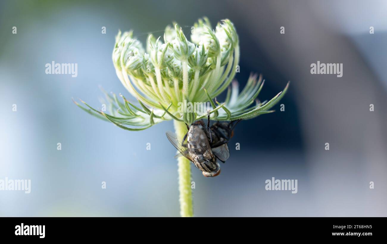 accoupler des mouches suspendues à un cocon vert. Arrière-plan flou Banque D'Images