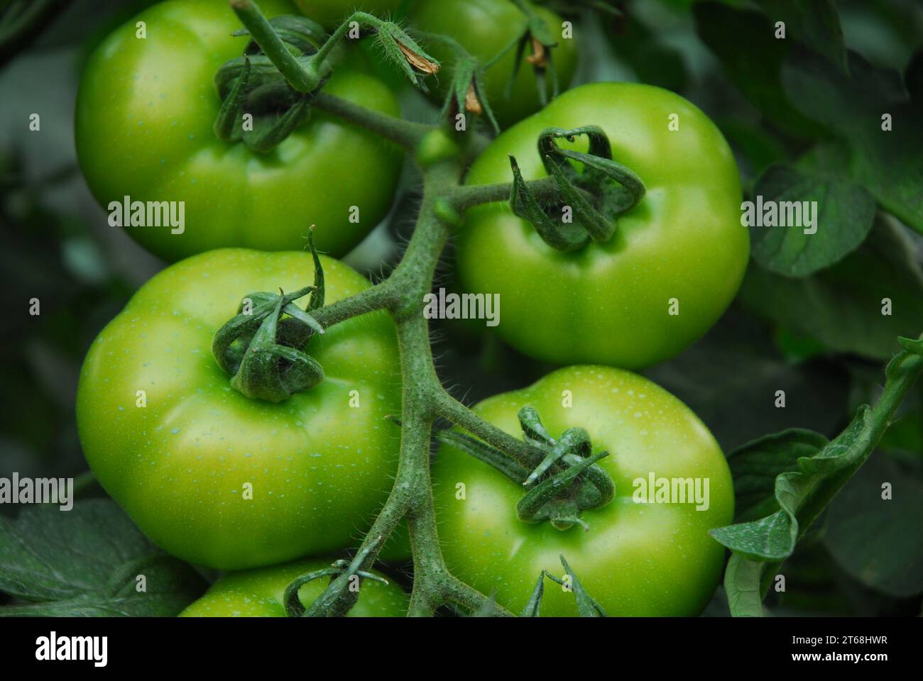 belle branche de tomates vertes. Agriculture. Banque D'Images