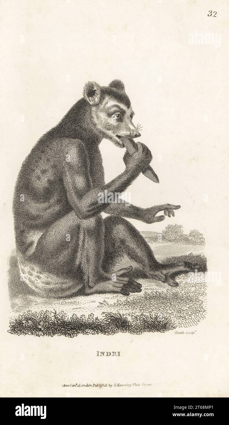 Indri ou babaktoto, Indri indri, en danger critique d'extinction. Indri, Lemur indri. D'après une illustration de Pierre Sonnerat. Gravure sur cuivre par James Heath de George Shaws Zoologie générale : Mammalia, G. Kearsley, Fleet Street, Londres, 1800. Banque D'Images