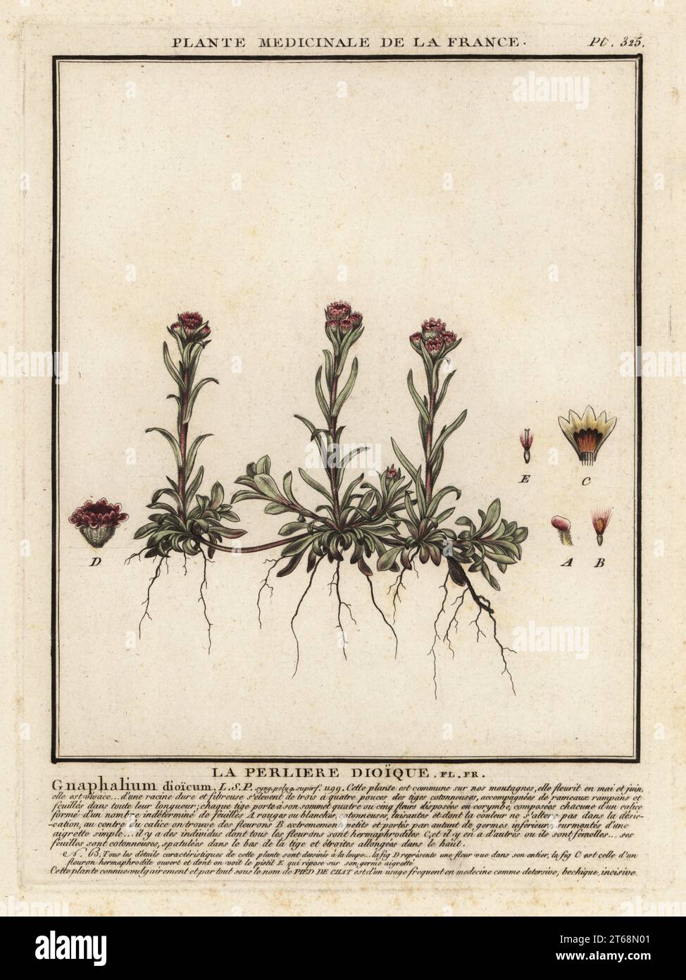 Montagne éternelle, Antennaria dioica. La perlière dioique, Gnapalium dioicum. Gravure en plaque de coperplate imprimée en trois couleurs par Pierre Bulliard de son Herbier de la France, ou collection complète des plantes indigénes de ce royaume, Didot jeune, Debure et Belin, 1780-1793. Banque D'Images