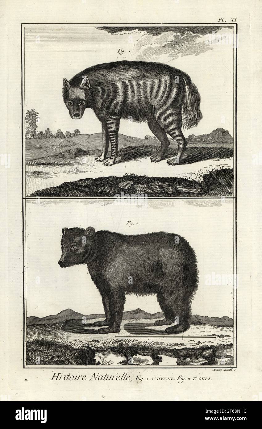 Hyène rayée, hyaena hyaena, et ours brun, Ursus arctos. Lhyaene, lours. Gravure sur cuivre d'Antonio Baratti d'après François-Nicolas Martinet de Denis Diderot et Jean le rond dAlemberts Encyclopédie, Histoire naturelle (Encyclopédie : Histoire naturelle), Livourne, 1774. François-Nicolas Martinet (1731-1800) était un dessinateur et graveur français. Banque D'Images