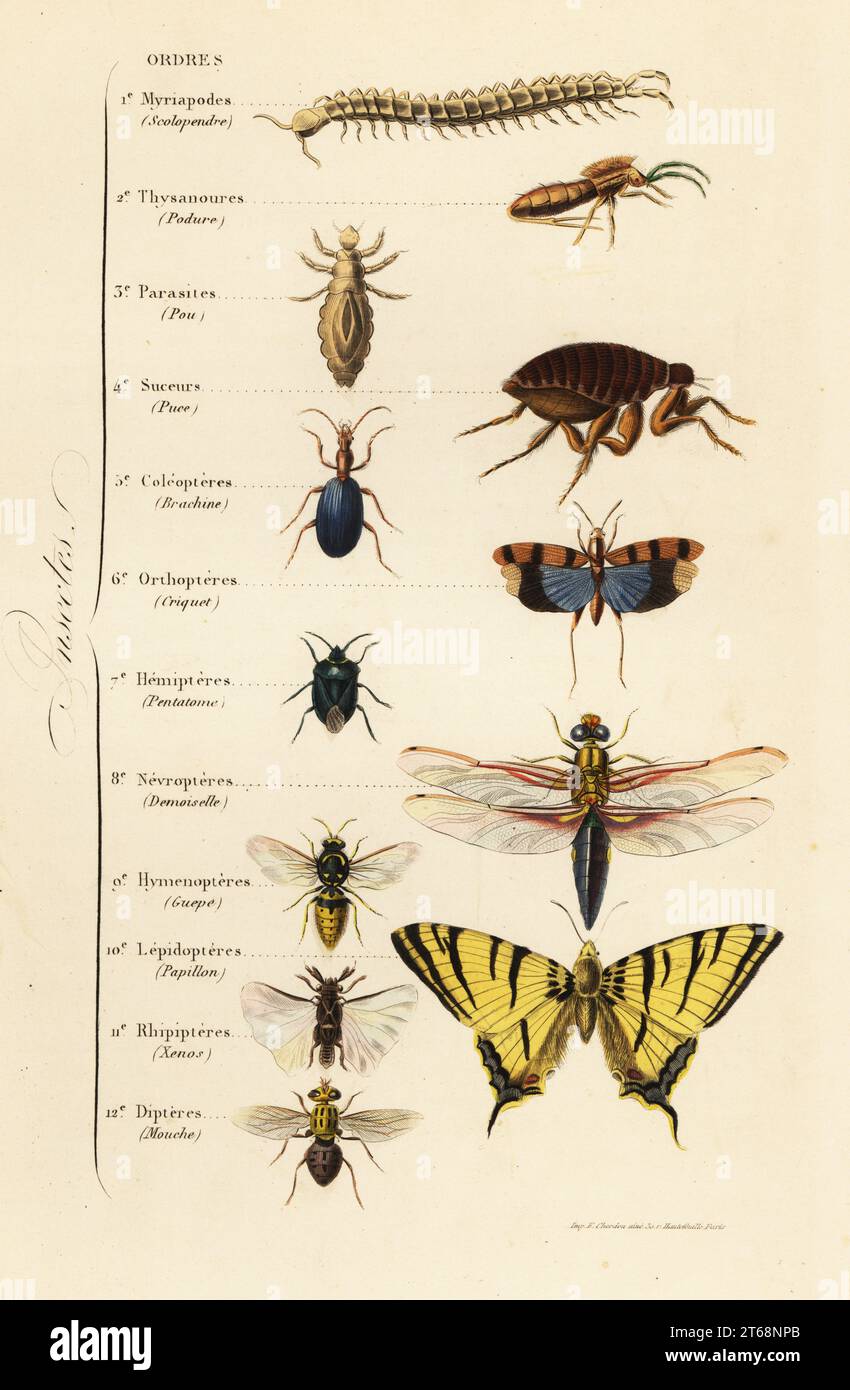 Ordres d'insectes. Centipede, poil, pou, puce, coléoptère, cricket, bug bouclier, laçage vert, guêpe, rhipipper, papillon, et mouche, Scolopendre, Podure, pou, puce, Brachine, Criquet, Pentatome, Demoiselle, Guepe, papillon, Xenos, mouche. Gravure sur acier colorée à la main imprimée par F. Chardon du Musée Achille Comtes dHistoire naturelle, Muséum d'Histoire naturelle, Gustave Hazard, Paris, 1854. Banque D'Images