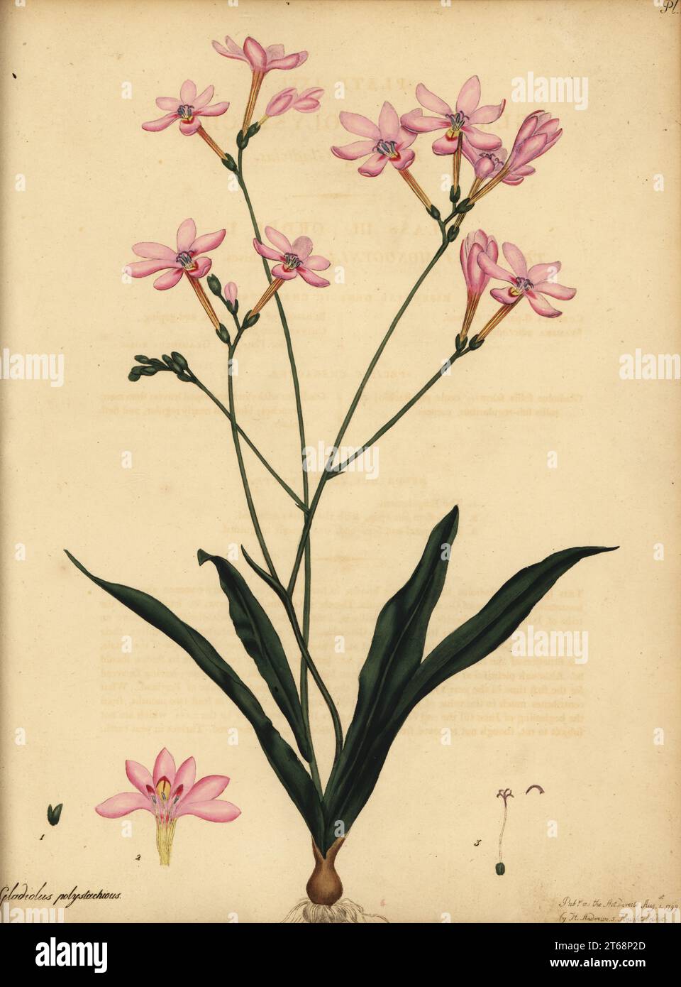 Gladiolus ramifié, Gladiolus polystachius. Gravure de coperplate dessinée, gravée et colorée à la main par Henry Andrews de son registre botanique, Volume 1, publié à Londres, 1799. Banque D'Images