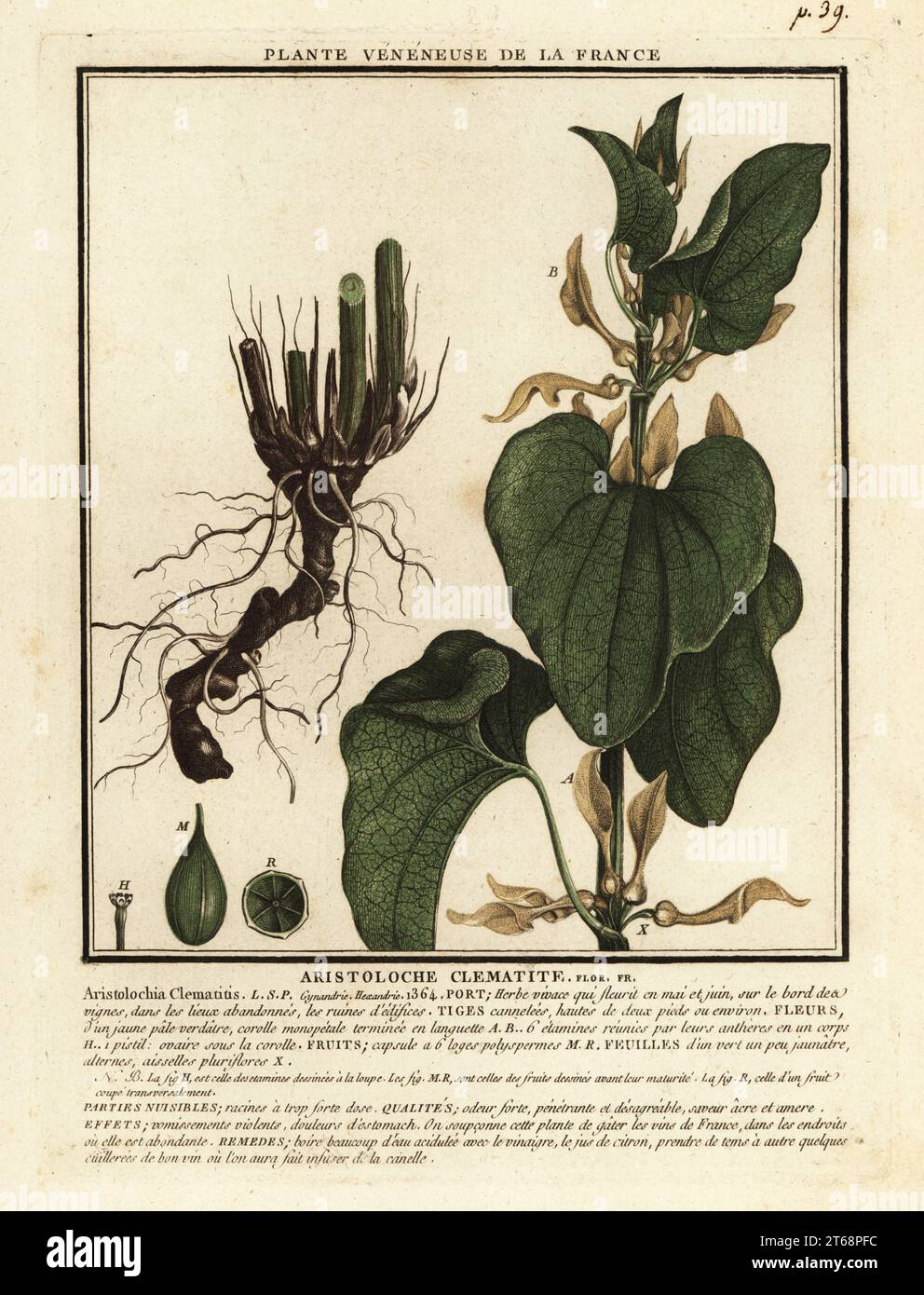 Emoût de naissance européen, Aristolochia clematitis. Aristoloche clematite. Gravure en plaque de coperplate imprimée en trois couleurs par Pierre Bulliard de son Herbier de la France, ou collection complète des plantes indigénes de ce royaume, Didot jeune, Debure et Belin, 1780-1793. Banque D'Images