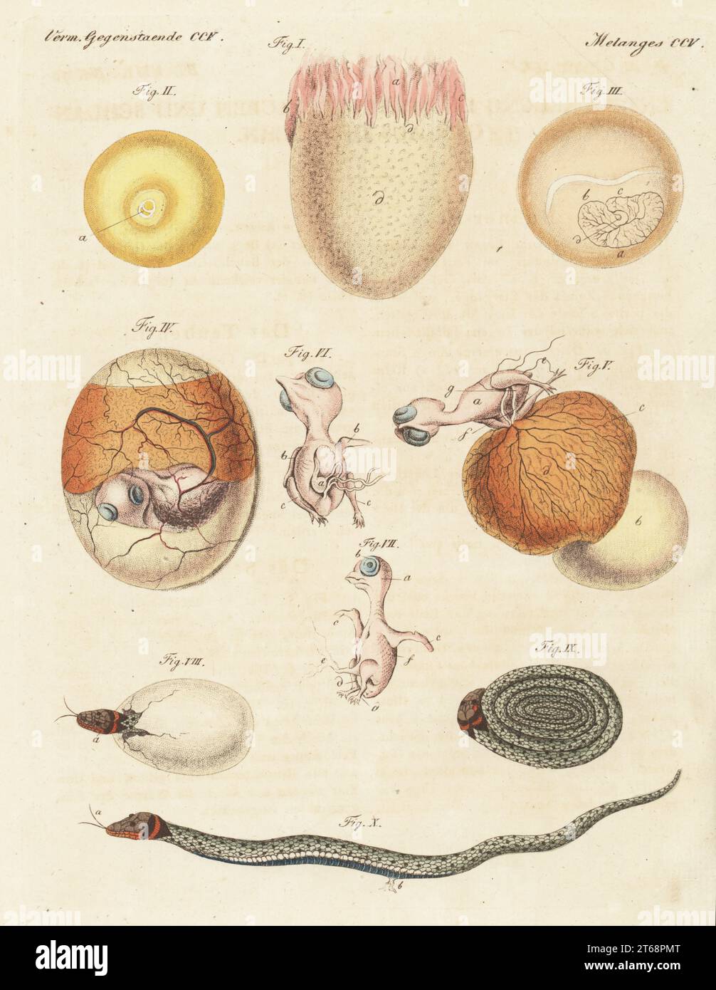 Développement des oiseaux et des animaux ovipares. Un jeune poulet poussant dans l'oeuf 1-6, un poussin pigeon à 15 jours 7, et la naissance d'un lézard ver ou amphisbaenia à partir d'un oeuf 8-10. Gravure sur cuivre colorée à la main de Carl Bertuch's Bilderbuch fur Kinder (Livre d'images pour enfants), Weimar, 1815. Une encyclopédie pour enfants en 12 volumes illustrée de près de 1 200 planches gravées sur l'histoire naturelle, la science, le costume, la mythologie, etc., publié de 1790 à 1830. Banque D'Images