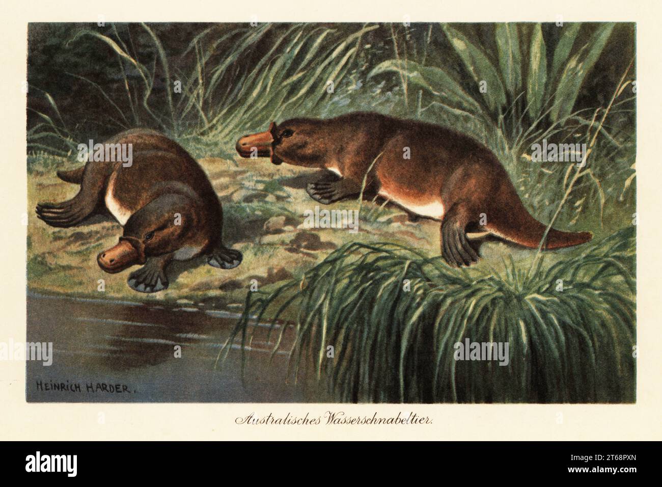 Ornithorhynchus anatinus, ornithorhynchus, sur une rive de rivière. L'ornithorynque est un mammifère monotreme semi-aquatique originaire de l'est de l'Australie, y compris de Tasmanie. Australisches Wasserschnabeltier. Illustration imprimée en couleur par Heinrich Harder de Wilhelm Bolsches Tiere der Urwelt (animaux du monde préhistorique), Reichardt Cocoa Company, Hambourg, 1908. Heinrich Harder (1858-1935) était un paysagiste allemand et illustrateur de livres. Banque D'Images