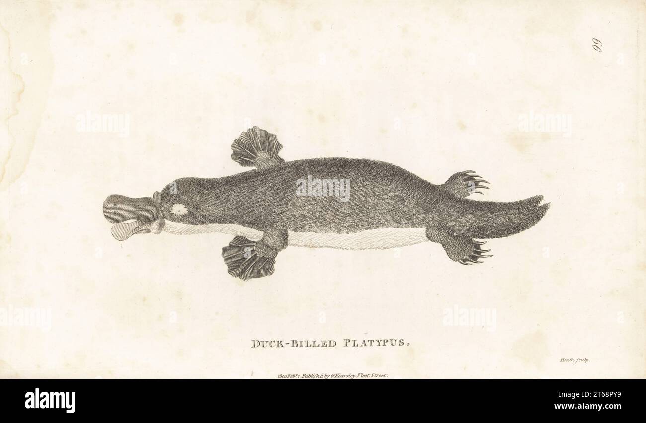 Ornithorhynchus anatinus. Platypus anatinus, Platypus anatinus. Gravure sur cuivre par James Heath de George Shaws Zoologie générale : Mammalia, G. Kearsley, Fleet Street, Londres, 1800. Banque D'Images