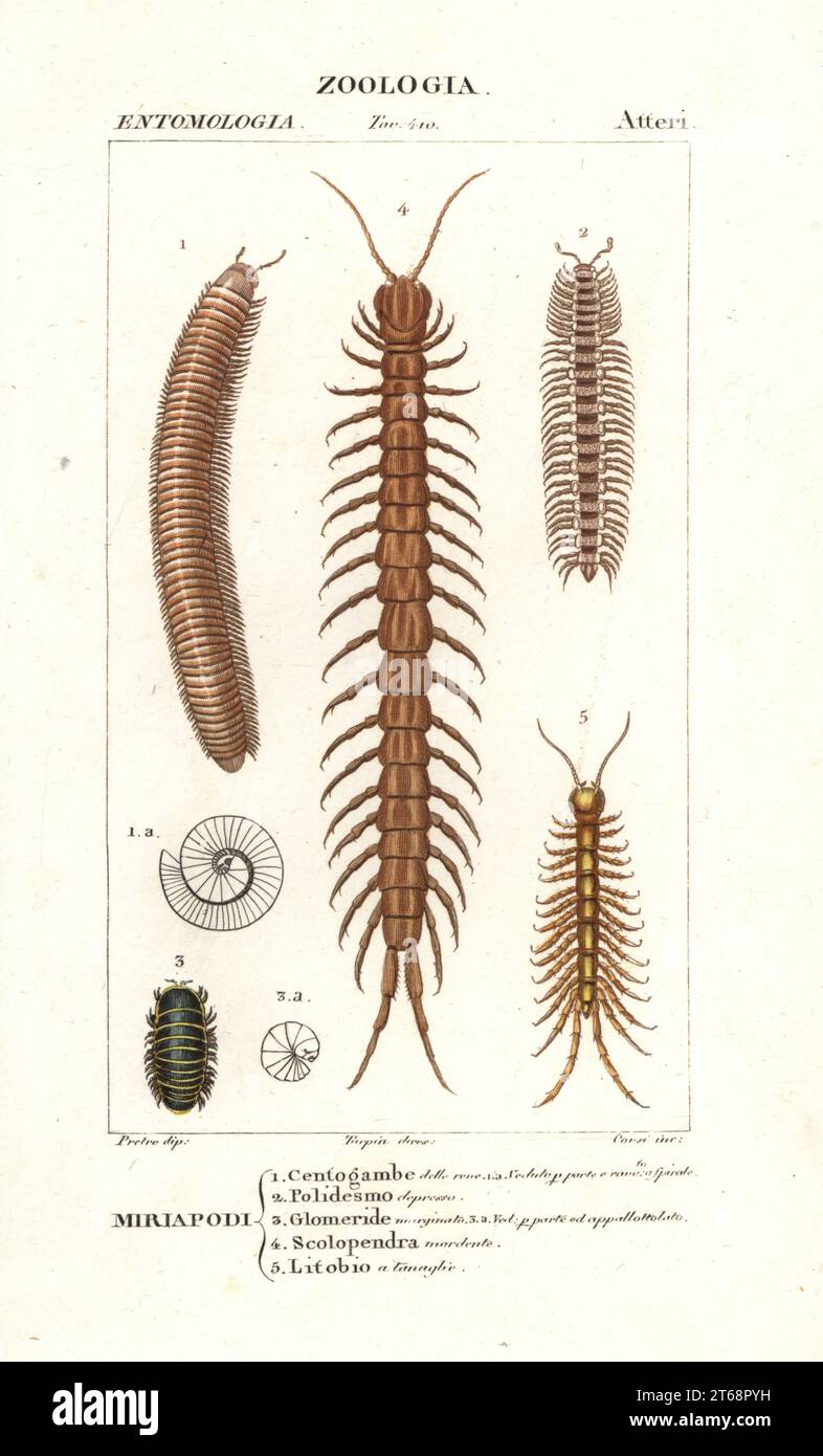 Millipede rayé, Ommatoiulus sabulosus 1, millipede à dos plat, Polydesmus depressus 2, millipede pilule, Glomeris marginata 3, ringleg bleu tanzanien, Scolopendra morsitans 4, et centipede pierre, Lithobius espèces 5. Gravure en copperplate aux couleurs vives du Dizionario delle Scienze Naturali d'Antoine Laurent de Jussieu, Dictionnaire des sciences naturelles, Florence, Italie, 1837. Illustration gravée par Corsi, dessinée et dirigée par Pierre Jean-François Turpin, et publiée par Batelli e Figli. Turpin (1775-1840) est considéré comme l'un des plus grands illustrateurs botaniques français de la 19ème ce Banque D'Images