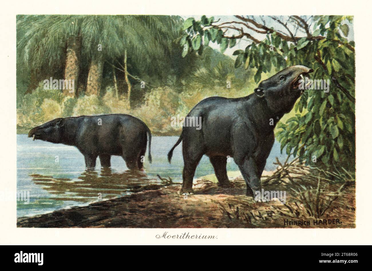 Moeritherium, genre éteint de mammifère primitif proboscidien de l'Éocène. Illustration imprimée en couleur d'après Heinrich Harder de Wilhelm Bolsches Tiere der Urwelt (animaux du monde préhistorique), Reichardt Cocoa Company, Hambourg, 1908. Heinrich Harder (1858-1935) était un paysagiste allemand et illustrateur de livres. Banque D'Images