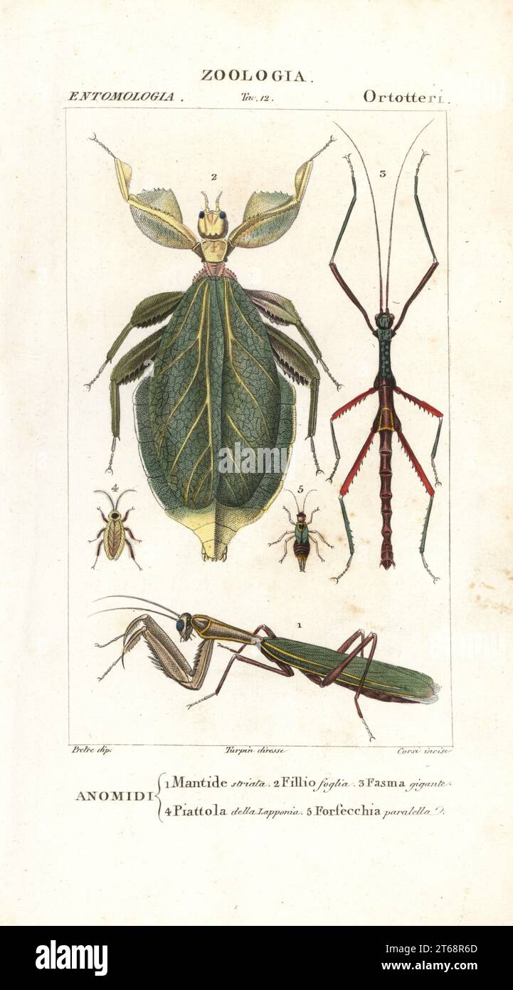 Mantis européen, Mantis religiosa 1, insecte foliaire, Phyllium siccifolium 2, insecte de bâton, Phasma gigas 3, cafard dusky, Ectobius lapponicus 4, et perruque, Forficula paralela 5. Gravure à la main de la copie en papier du Dizionario delle Scienze Naturali de Jussieu, Dictionnaire des sciences naturelles, Florence, Italie, 1837. Illustration gravée par Verico, dessinée par Jean Gabriel Pretre et publiée par Batelli e Figli. Turpin (1775-1840) est considéré comme l'un des plus grands illustrateurs botaniques français du XIXe siècle. Banque D'Images