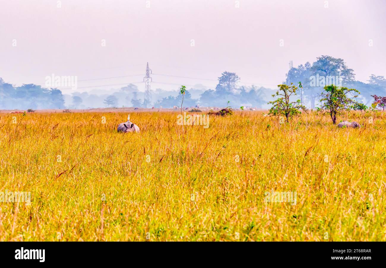 Un grand rhinocéros indien se nourrissant dans une prairie à l'intérieur du sanctuaire de faune de Pobitora à Assam, en Inde. Banque D'Images