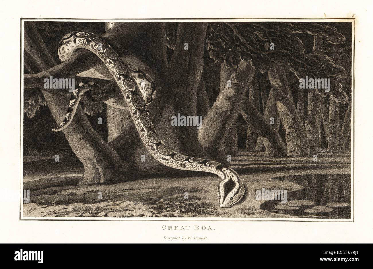 Grand boa ou boa à queue rouge, Boa constrictor, sur une branche dans la jungle sud-américaine. Aquatinte dessinée et gravée par William Daniell d'après William Woods Zoography, Cadell et Davies, 1807. Banque D'Images