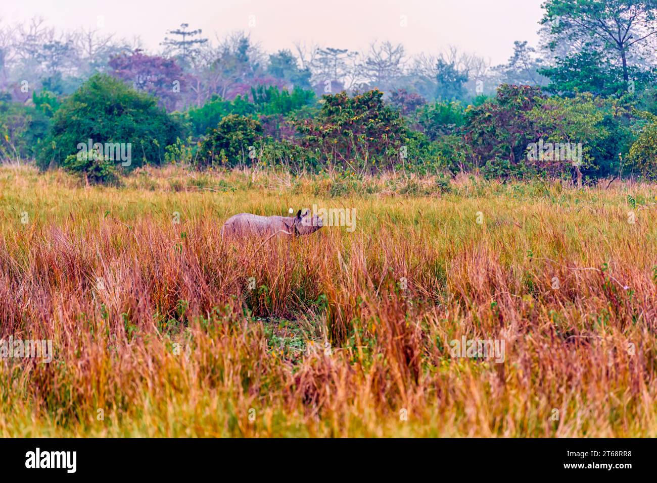Un grand rhinocéros indien se nourrissant dans une prairie à l'intérieur du sanctuaire de faune de Pobitora à Assam, en Inde. Banque D'Images