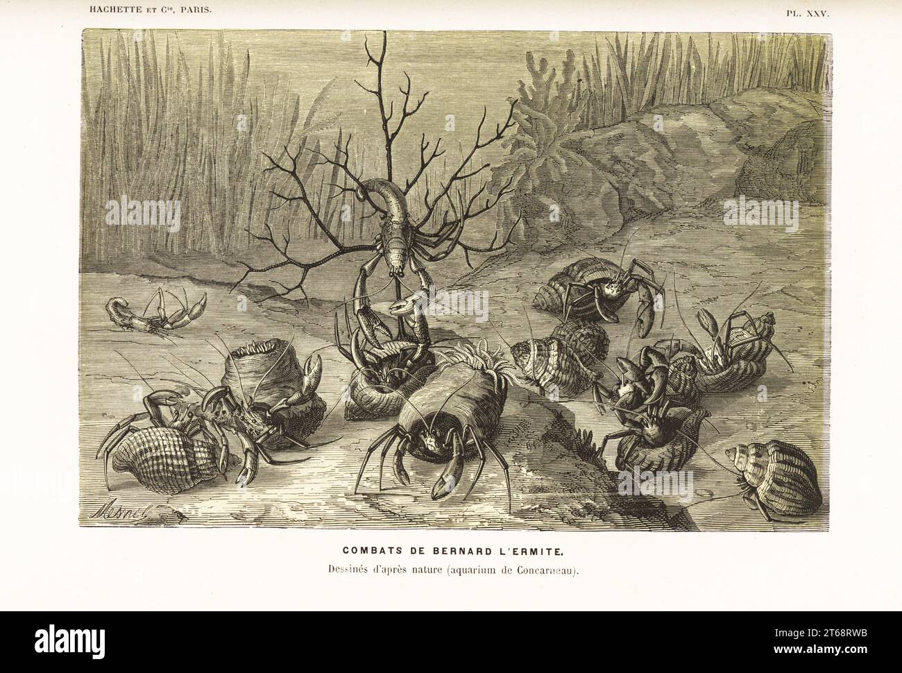 Crabes ermites, Pagurus bernhardus, se battant pour des coquillages. Dessiné d'après la nature par Olivier Fredol à l'aquarium de Concarneau. Chromolithographie de A. Mesnel d'Alfred Fredols le monde de la Mer, le monde de la Mer, édité par Olivier Fredol, Librairie Hachette et. C.E., Paris, 1881. Alfred Fredol était le pseudonyme du zoologiste et botaniste français Alfred Moquin-Tandon, 1804-1863. Banque D'Images