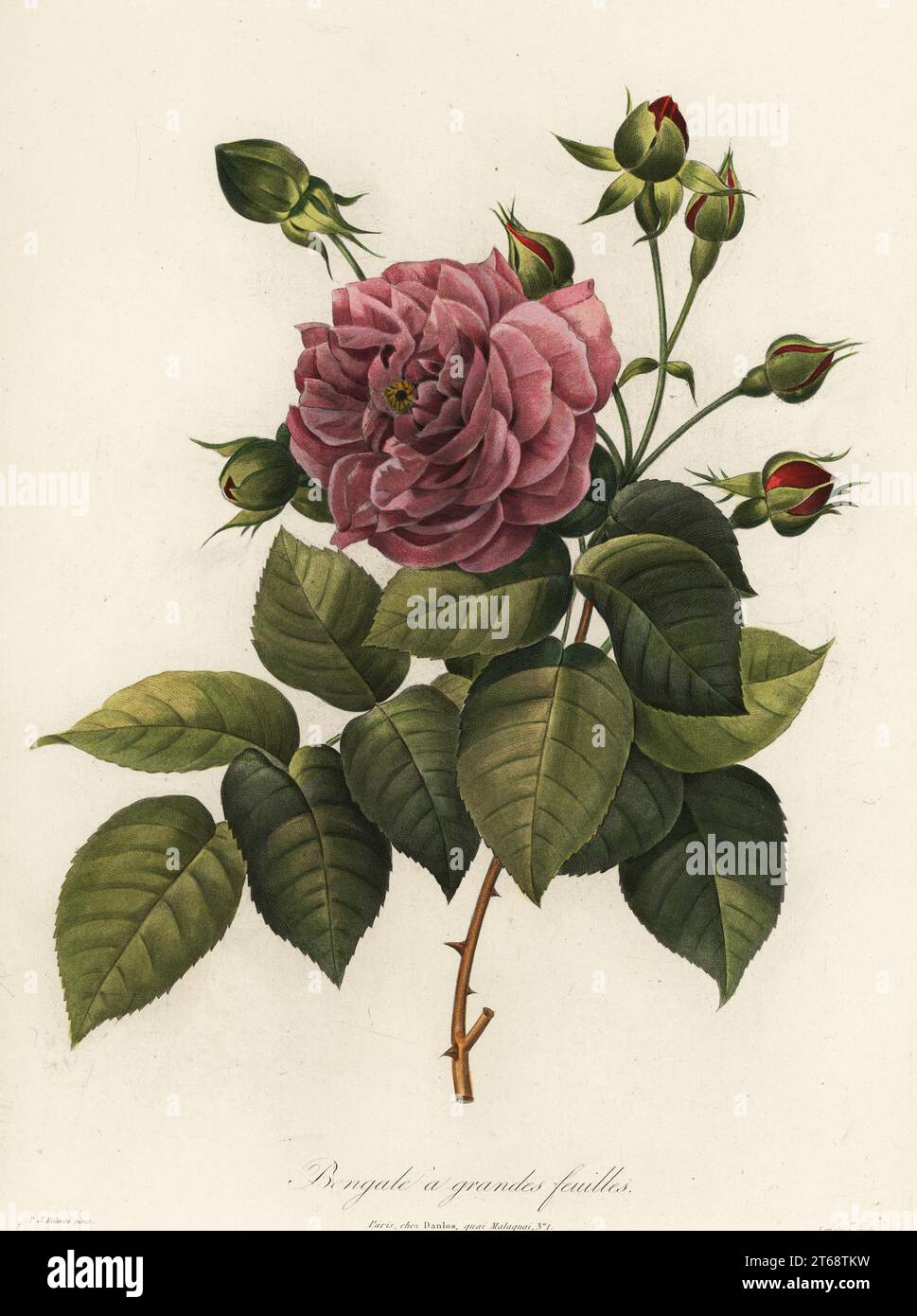 Rose du Bengale, variété Rosa chinensis, féilles du Bengale A grandes. Gravure de pillules de couleur à la main par Langlois après une illustration botanique de Pierre Joseph Redoute du Bouquet Royal, oeuvre Posthume de P.J. Redoute décède un S.M. la Reine des Français, Danlos, Paris, 1843. Banque D'Images