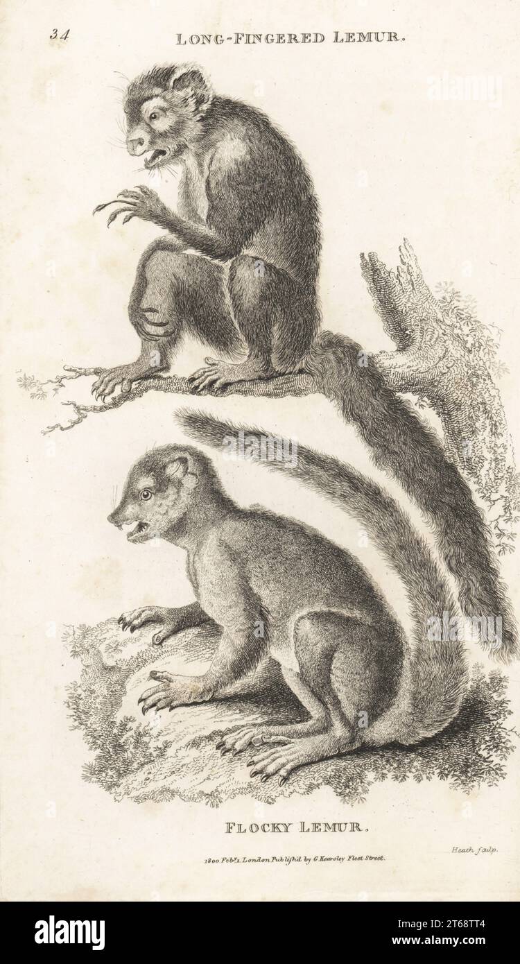 Aye-Aye en voie de disparition, Daubentonia madagascariensis, et lémurien laineux de l'est, avahi oriental ou lémurien laineux de Gmelin, Avahi laniger. Comme le lémurien aux doigts longs, le lémur psilodactylus, et le lémurien moche, le lémur laniger. D'après les illustrations de Pierre Sonnerat. Gravure sur cuivre par James Heath de George Shaws Zoologie générale : Mammalia, G. Kearsley, Fleet Street, Londres, 1800. Banque D'Images