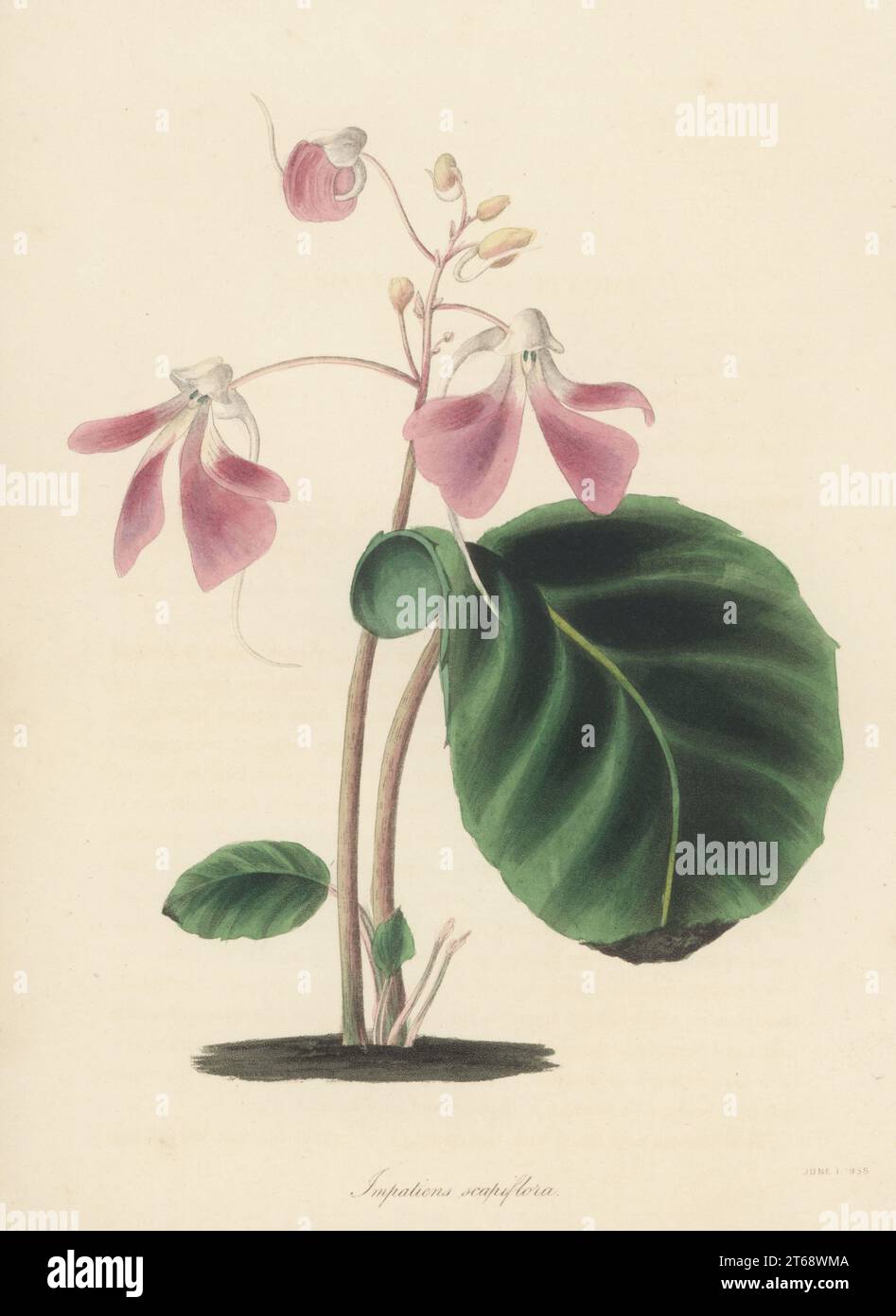 Baume à tige sans feuilles, ou touch-me-not sans tige, Impatiens scapiflora. Originaire des collines de Nilgiri, Inde. Lithographie coloriée à la main de Joseph Paxtons Magazine of Botany et Register of Flowering plants, Volume 5, Orr et Smith, Londres, 1838. Banque D'Images