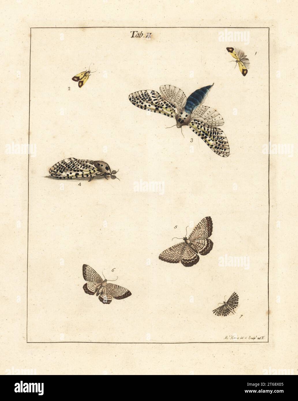 Papillon de paille trouble, femelle, 1,2, léopard des bois, Zeuzera pyrina 3,4, Coquille de pétoncle, Hydria undulata, 5,6, et papillon des vingt-plumes, Alucita hexadactyla, 7. Gravure de copperplate de couleur main dessinée et gravée par Moses Harris à partir de sa propre exposition d'insectes anglais, y compris les différentes classes de Neuroptera, Hyménoptères, Diptera, ou abeilles, mouches et Libellulae, White et Robson, Londres, 1782. Banque D'Images