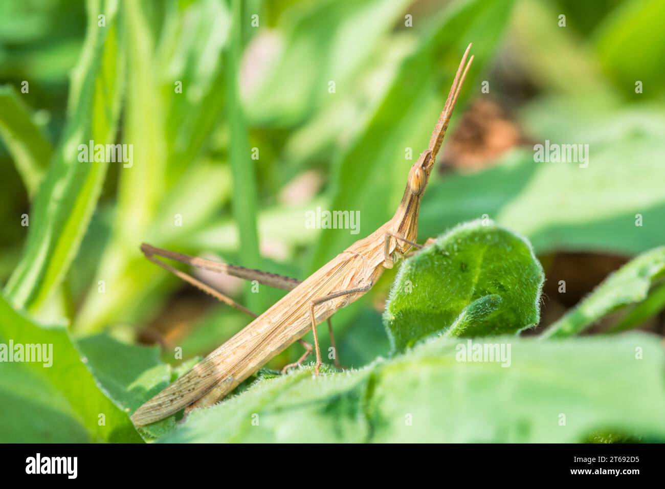 Sauterelle Slantface, sauterelle à tête conique, genre Acrida Banque D'Images