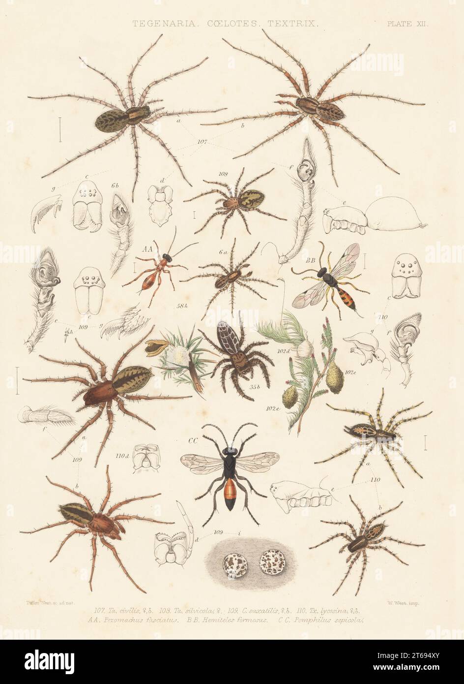 Araignée domestique, Tegenaria domestica 107, Tegeneria silvicola 108, tisserand entonnoir, Coelotes atropos 109, tisserand à dents, Textrix denticulata 110, araignée loup, Pardosa palustris 6, araignée sauteuse, Marpissa muscosa 35, araignée crabe courant, Philodromus cespitum 58, Agroeca brunnea 102 et guêpes araignées, Hemeteles fasciatus AA, H. formosus BB et Priocnemis perturbator CC. Lithographie colorée à la main de W. West d'après Tuffen West de John Blackwalls A History of the Spiders of Great Britain and Ireland, Ray Society, Londres, 1861. Banque D'Images