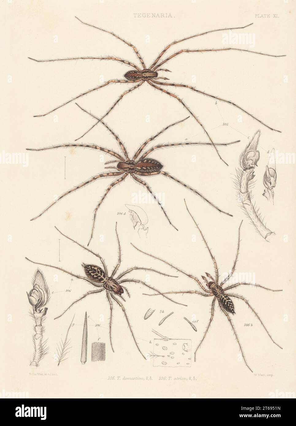 Araignée cardinale, Tegenaria parietina (Tegenaria domestica) 105, et araignée géante, Tegenaria gigantea (T. atrica) 106. Lithographie colorée à la main de W. West d'après Tuffen West de John Blackwalls A History of the Spiders of Great Britain and Ireland, Ray Society, Londres, 1861. Banque D'Images