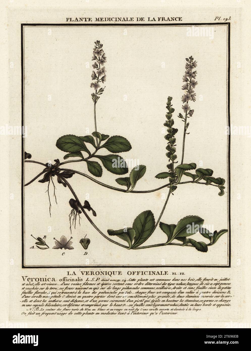 Heath speedwell, la Véronique officinale, Veronica officinalis. Gravure en plaque de coperplate imprimée en trois couleurs par Pierre Bulliard de son Herbier de la France, ou collection complète des plantes indigénes de ce royaume, Didot jeune, Debure et Belin, 1780-1793. Banque D'Images