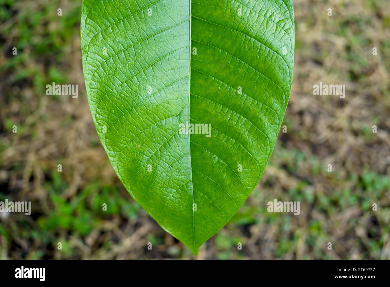 Fermer une grande feuille verte sur fond de nature, concept de nature et d'environnement. Banque D'Images