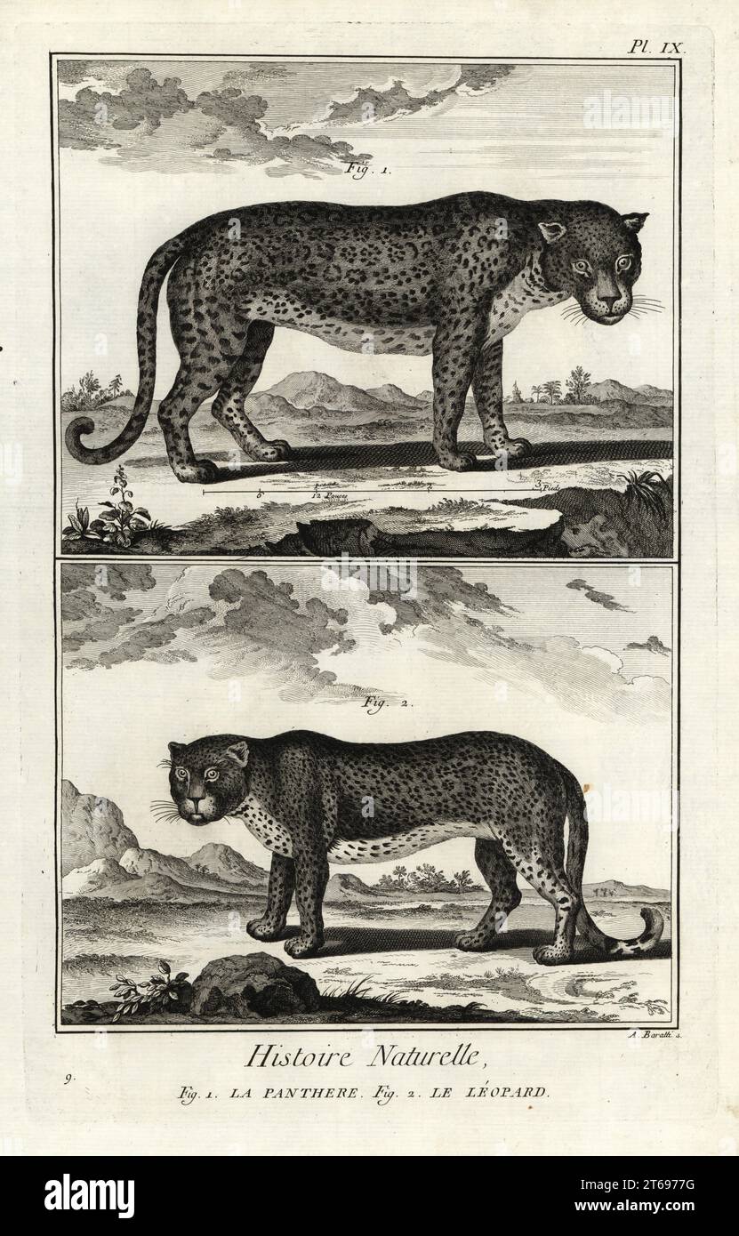 Panthère ou léopard, Panthera pardus, vulnérable. Le panthere, le léopard. Gravure sur cuivre d'Antonio Baratti d'après François-Nicolas Martinet de Denis Diderot et Jean le rond dAlemberts Encyclopédie, Histoire naturelle (Encyclopédie : Histoire naturelle), Livourne, 1774. François-Nicolas Martinet (1731-1800) était un dessinateur et graveur français. Banque D'Images